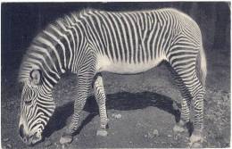 Parc Zoologique Du Bois De Vincennes - Un Zèbre De Grévy - Paris - 277 - R-1 * - Zebre