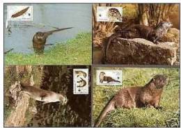 1987 Germany DDR Maximum Cards 1986 WWF Otter-Animal MC Fauna Rodents Set 4x - Cartes-maximum