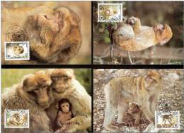 Algeria Algerie 1988 WWF W.W.F. Barbary Macaque 4x Maxicards Maximum Cards Monkey Fauna Monkeys MC - Maximumkarten