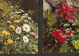 5k. FLORA - Flower - Flowers Daisy Mdeicinal Plants Flowers Etc - Set Of 2 - Plantas Medicinales