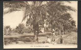 ALGERIA  ARABIAN  DATE PICKING  LA CUEILLETTE DES DATTES , OLD POSTCARD - Ohne Zuordnung