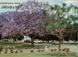 (930) Australia - QLD - Brisbane New Farm Jacaranda Trees + Old Cars - Brisbane