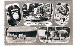 D3447     WUPPERTAL : Zoo  Multiview  ( Dierentuin) - Wuppertal