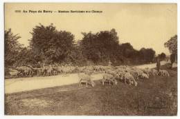 Série "AU PAYS DU BERRY"   Moutons Berrichons Aux Champs - Allevamenti