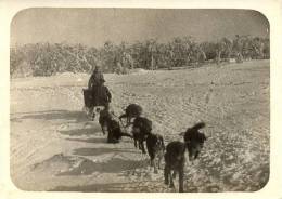 Husky Dog Team Winter Snow Military WWI WW1 Old Photo - 1914-18