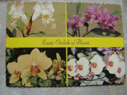 US HAWAII - Exotic Orchids    D90333 - Andere & Zonder Classificatie