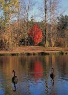 (380) Australia - ACT - Canberra Lake & Swan - Canberra (ACT)