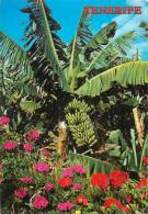 CPSM Islas Canarias-Des Fleurs Et Bananiers-Tenerife  L1178 - Autres & Non Classés