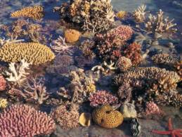 (600) Australia - Seashell - Great Barrier Reef - Andere & Zonder Classificatie