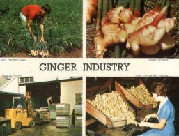 (600) Australia - QLD - Buderim - Ginger Industry - Otros & Sin Clasificación