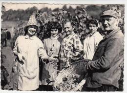 Belgique - Torgny En Gaume - 1re Vendange (vignobles D'Ardenne Et Gaume) - Rouvroy