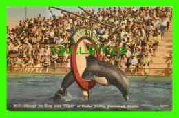 DOLPHINS - THROUGH THE HOOP WITH FLIPPY AT  MARINE STUDIOS MARINELAND, FL - - Dauphins