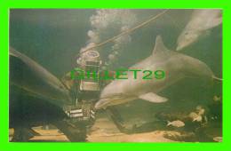 DOLPHINS - DIVER FEEDS PORPOISES UNDERWATER AT MARINE STUDIOS, FL. - PHOTO GENE AIKEN - - Dolphins