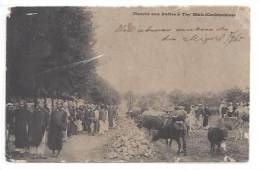 PE0009 MARCHE AUX BUFLES A TAY NINH CONCHICHINE 1903 - Sonstige & Ohne Zuordnung