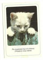 Cp, Animaux, Chat Blanc, Voyagée 1988 - Cats