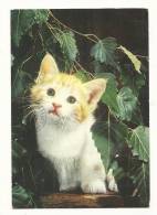 Cp, Animaux, Chaton, Voyagée 1988 - Chats