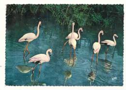 Cp, Animaux, Oiseaux, En Camargue, Les Flamants Roses, Voyagée - Oiseaux