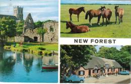 CPSM CHRISTCHURCH PRIORY (Angleterre-Dorset) - New Forest Ponies And The Cat And Fiddle (4 Vues) - Andere & Zonder Classificatie