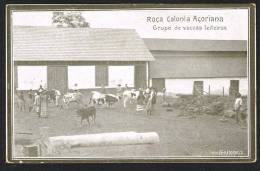 SAO TOME AND PRINCIPE (Africa) - Roça Colonia Açoriana - Grupo De Vaccas Leiteiras - Sao Tome Et Principe