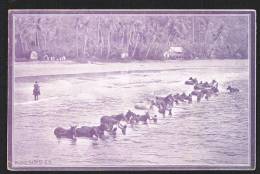 SAO TOME AND PRINCIPE (Africa) - Cavalos Horses - Sao Tome En Principe