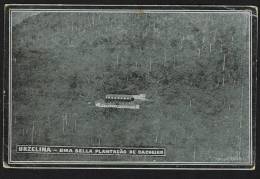 SAO TOME AND PRINCIPE (Africa) - Urzelina - Uma Bella Plantação De Cacoeiro - Sao Tomé E Principe