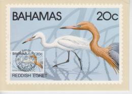 Bahamas YT 481 CM : Aigrette Roussâtre - 1981 - Pélicans