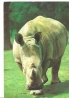 RINOCERONTE  AFRICA .FG-E1131 - Neushoorn