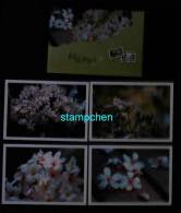 Set Of 4 Taiwan 2008 Blossoms Of Tung Tree Flower Post Cards - Brieven En Documenten