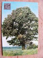 Small Calendar From USSR Latvia 1979,  Oak Tree Insurance - Small : 1971-80