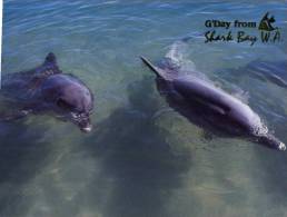 (680) Australia - WA - Monkey Mia Dolphin - - Andere & Zonder Classificatie