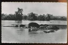 CPSM Faune Animaux Hippopotames Au Bain - Flusspferde