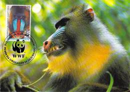 GUINEE  EQUATORIALE   WWF CARTE MAXIMUM NUM.YVERT  273  PROTECTION DE LA NATURE  SINGE MANDRILL - Cartes-maximum