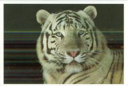Tigre Blanc "Gorby" (Panthera Tigris Altaïca) Zoo Parc De Beauval St-Aignan - Sur- Cher  BE - Tigres