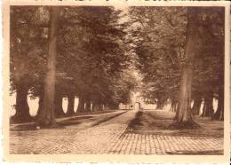 Tongerloo-Tongerlo-Abdij- Abbaye-(Westerlo)-Norbertijner  Abdij-1935-Avenue De Tilleuls De 1675 (arbres Remarquables) - Westerlo