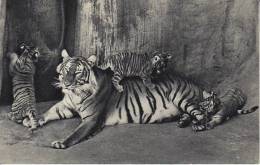 - Carte Comité National De L´Enfance - Tigresse Et Ses Petits  - - Tigri