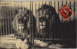 - Carte De LIONS En Cage - Hagenbeck -  - - Leones