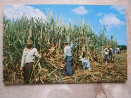 Puerto Rico -Cutting Sugar Cane -    D91303 - Puerto Rico