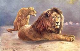 Illustrateur Animalier A. Müller - Lion Et Lionne -1906 ( Voir Verso ) - Müller, August - München