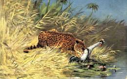 Illustrateur Animalier A. Müller - Léopard -1906 ( Voir Verso ) - Müller, August - München