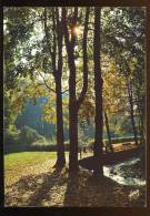 CPM Neuve Arbres Contre Jour En Forêt - Halt Gegen Das Licht/Durchscheink.