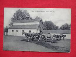 Horses  Paddle & Saddle Ponies Valley Park Mo Ca 1910==== =====ref  784 - Altri & Non Classificati
