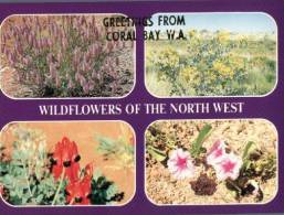 (425) Australia - WA - Coral Bay Wild Flowers - Andere & Zonder Classificatie