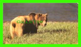 OURS GRIZZLY  -  SIERRA LEGAL DEFENCE FUND - DIMENSION 18X10 Cm - - Beren