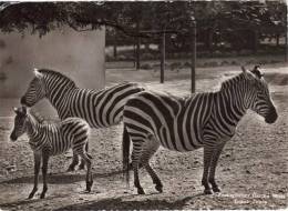 Jardin Zoologique De Bale En Suisse. Zebres. (grant Zebra) - Zebre