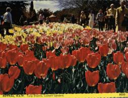 (777) Australia - NSW - Bowral Tulip Flowers - Otros & Sin Clasificación