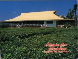 (202) Australia - QLD - Innisfail Tea Plantation - Other & Unclassified