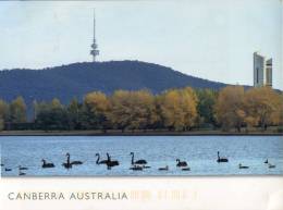 (111) Australia - ACT - Canberra Black Mountain - Canberra (ACT)