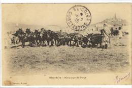 Carte Postale Ancienne Algérie - Ghardaïa - Dépiquage De L'Orge - Agriculture - Ghardaia