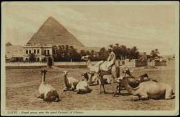 EGYPT KAMEL GROUP NEAR THE GREAT PYRAMID OF CHEOPS - Guiza