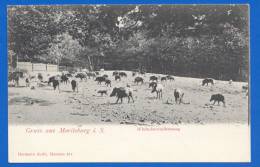 Deutschland; Moritzburg; Wildschweinfütterung; Gruss Aus AK - Moritzburg